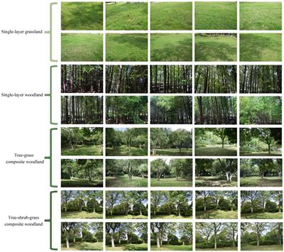 Tree–shrub–grass composite woodland better facilitates emotional recovery in college students emotion better than other plant communities